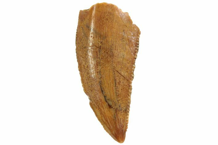 Serrated, Raptor Tooth - Real Dinosaur Tooth #80068